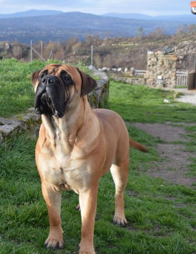 NALA