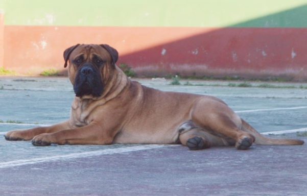 TANGO